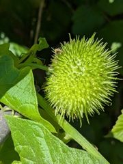 Marah fabacea (Marah fabacea)