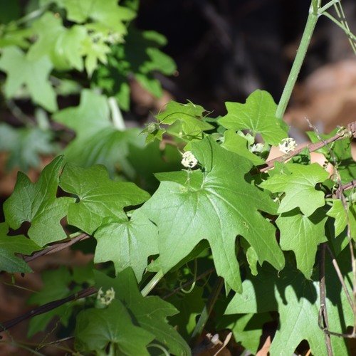 Marah fabacea (Marah fabacea)