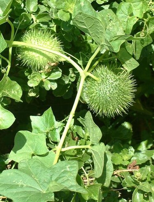 Marah fabacea (Marah fabacea)
