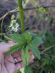 Marah fabacea (Marah fabacea)