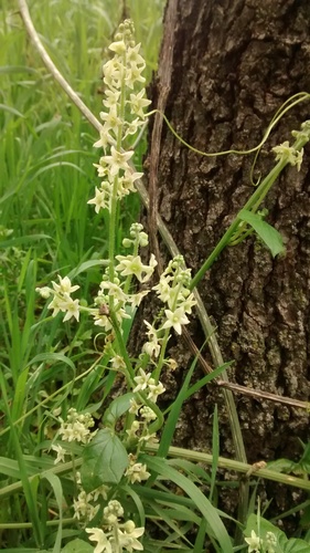 Marah fabacea (Marah fabacea)