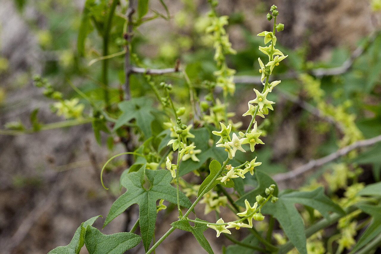 Gila manroot: Marah gilensis , southeast of Tank Pass, between the Harcuvar Mountains and Granite Wash Mountains, north-northeast of Salome Peak and southwest of Harcuvar Pea