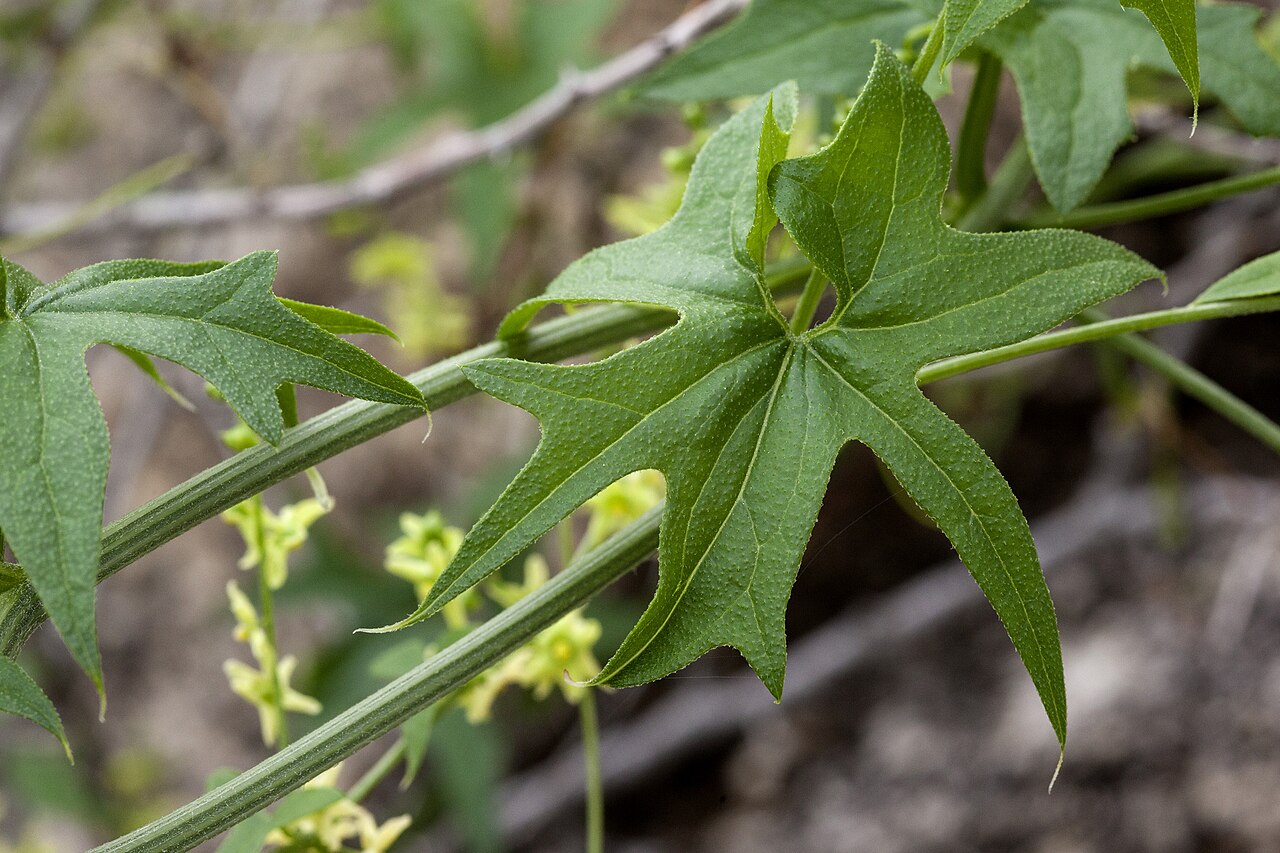 Gila manroot: Marah gilensis , southeast of Tank Pass, between the Harcuvar Mountains and Granite Wash Mountains, north-northeast of Salome Peak and southwest of Harcuvar Pea