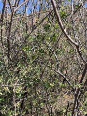 Gila manroot (Marah gilensis)