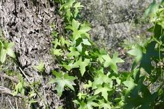 Gila manroot (Marah gilensis)