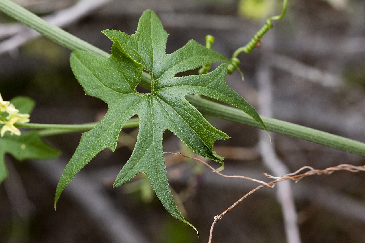 Gila manroot: Marah gilensis , southeast of Tank Pass, between the Harcuvar Mountains and Granite Wash Mountains, north-northeast of Salome Peak and southwest of Harcuvar Pea