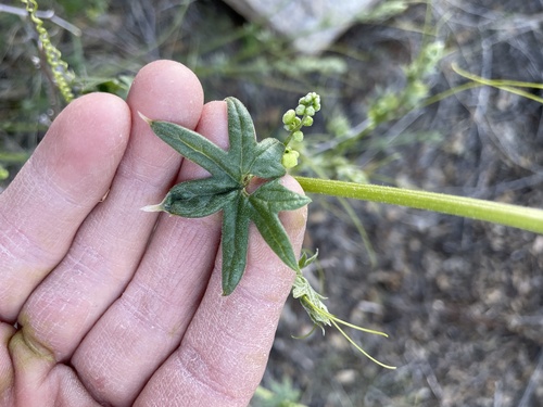 Gila manroot (Marah gilensis)