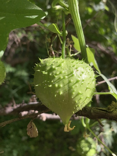 Gila manroot (Marah gilensis)