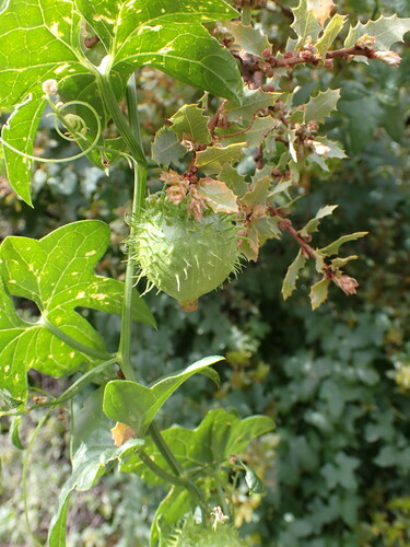 Gila manroot (Marah gilensis)