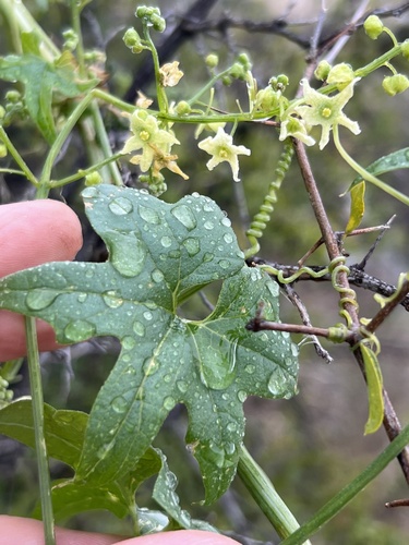 Gila manroot (Marah gilensis)