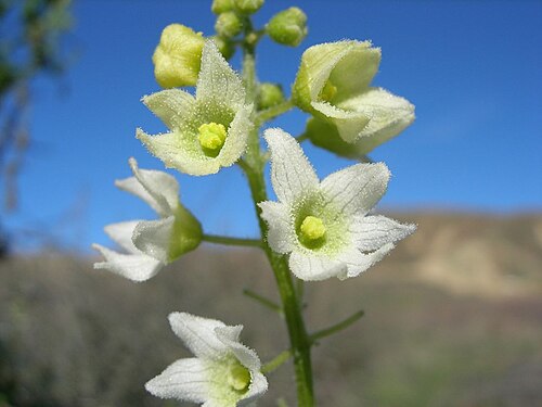 Marah macrocarpa: Marah macrocarpus — Cucamonga Manroot or Bigroot, flower stalk. In the chaparral habitat of San Francisquito Canyon , in the Sierra Pelona Mountains , Los Angel