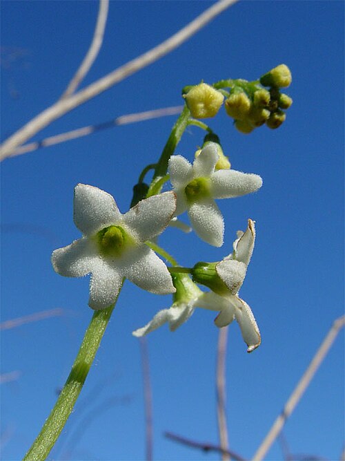Marah oregana: Description Marah oreganus — Coast Manroot. Location San Bruno Mountain , San Mateo County, California. Coastal sage and chaparral habitat. Date February 20, 20