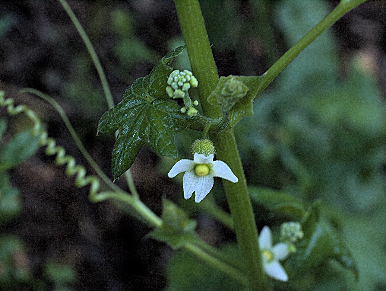 Marah oregana: Marah oregana—Coast manroot. Photographed along Old Briones Road Trail, Briones Regional Park, Contra Costa County, CA