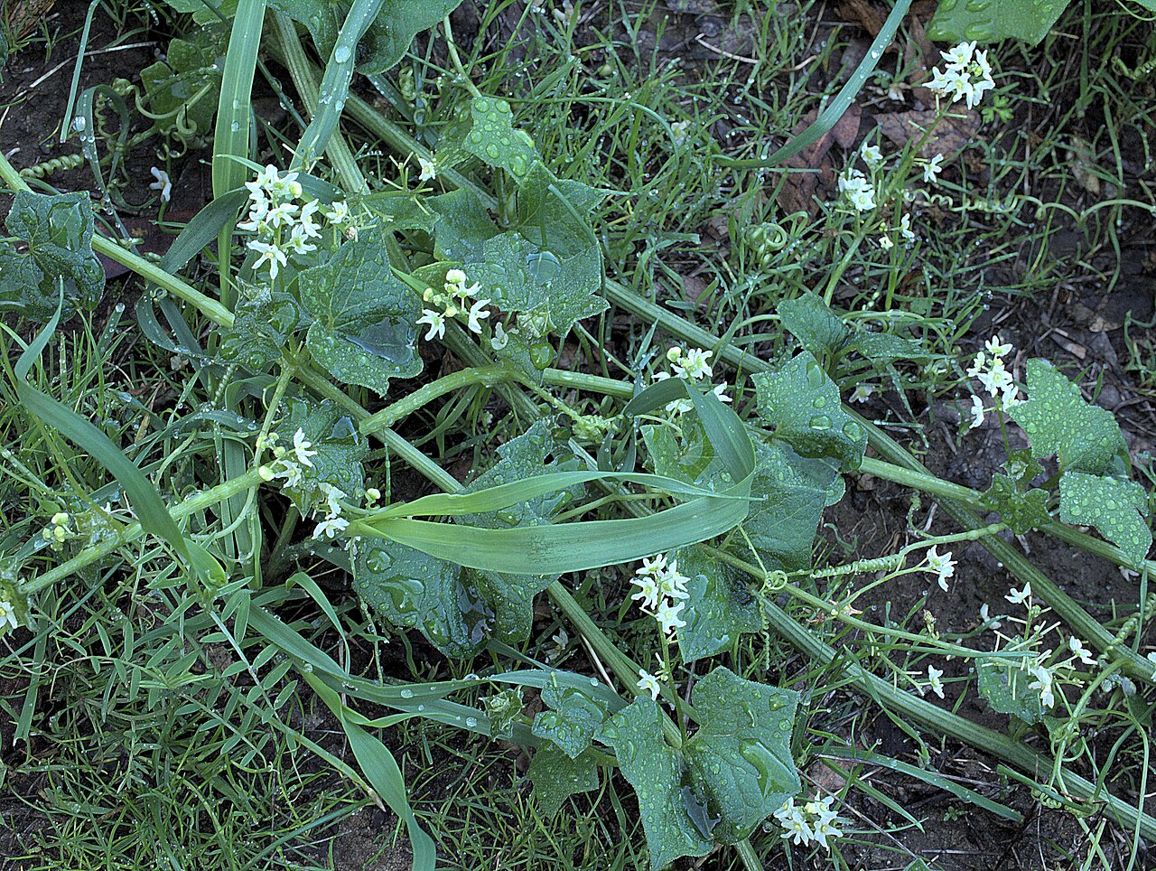 Marah oregana: Marah oregana—Coast manroot. Photographed along Old Briones Road Trail, Briones Regional Park, Contra Costa County, CA