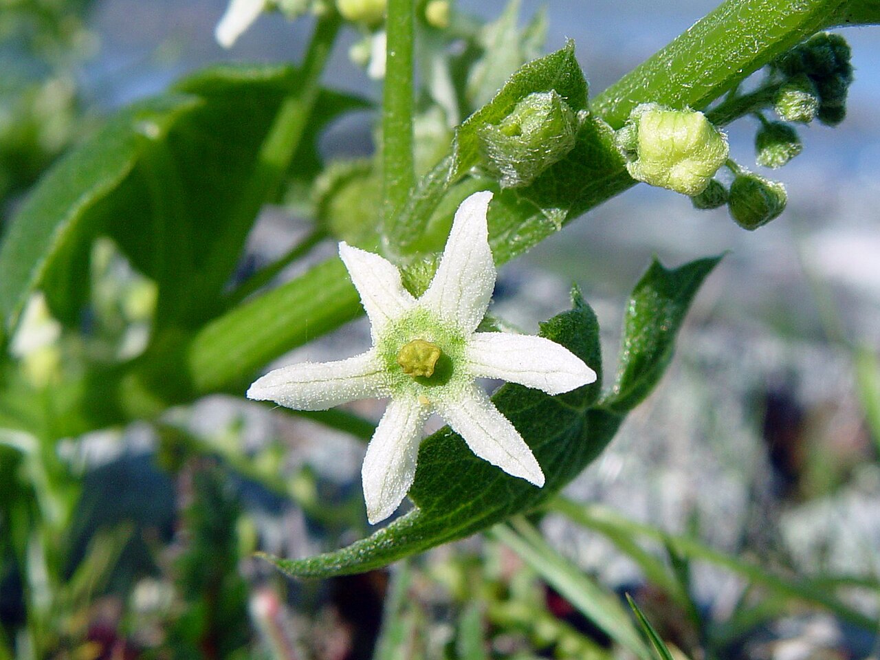 Marah oregana: Coast Manroot or Wild Cucumber (Marah oreganus) Family: Cucurbitaceae Tennessee Valley - Oakwood Valley Marin County, CA