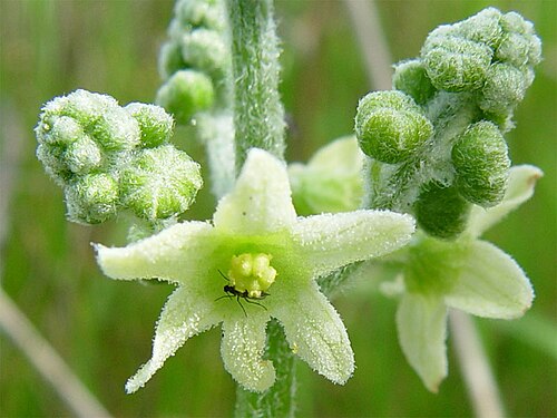 Marah oregana: Description Marah oreganus — Coast Manroot. Location San Bruno Mountain , San Mateo County, California. Coastal sage and chaparral habitat. Date June 2, 2002 Ph