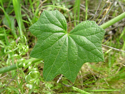 Marah oregana: Description Marah oreganus — Coast Manroot. Location San Bruno Mountain , San Mateo County, California. Coastal sage and chaparral habitat. Date February 28, 20