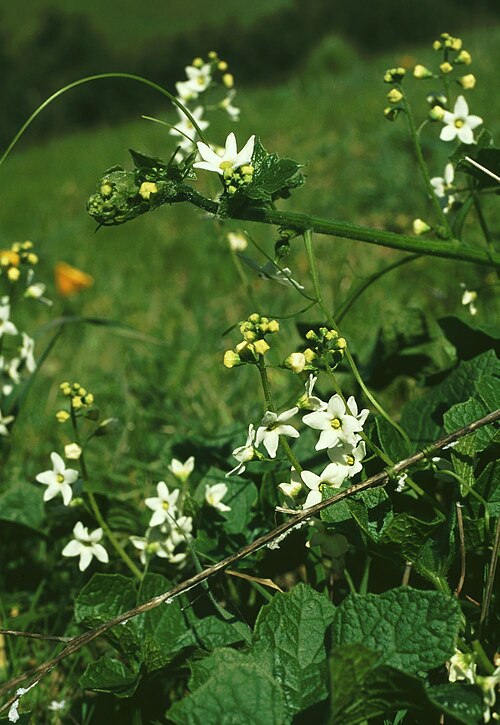 Marah oregana: Marah oreganus , Kürbisgewächse (Cucurbitaceae) - USA, Kalifornien/California: Mount Tamalpais