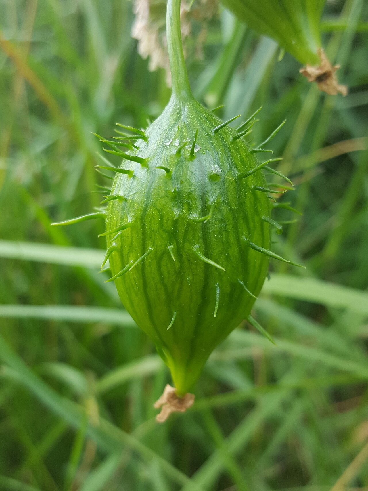 Marah oregana: Coastal manroot ( Marah oregana ) in the United States
