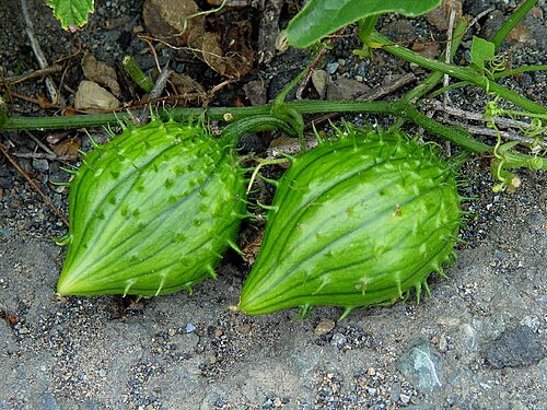 Marah oregana: Description Marah oreganus — Coast Manroot. Location San Bruno Mountain , San Mateo Co., California. Coastal sage and chaparral habitat. Date June 2, 2002 Photo