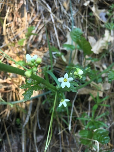 Taw manroot (Marah watsonii)