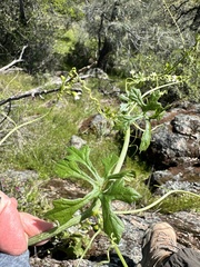 Taw manroot (Marah watsonii)