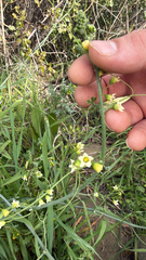 Taw manroot (Marah watsonii)