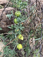 Taw manroot (Marah watsonii)