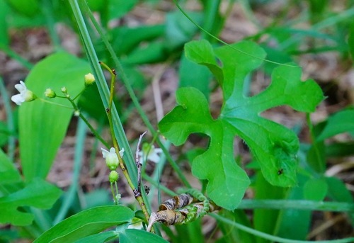 Taw manroot (Marah watsonii)
