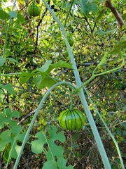 Taw manroot (Marah watsonii)