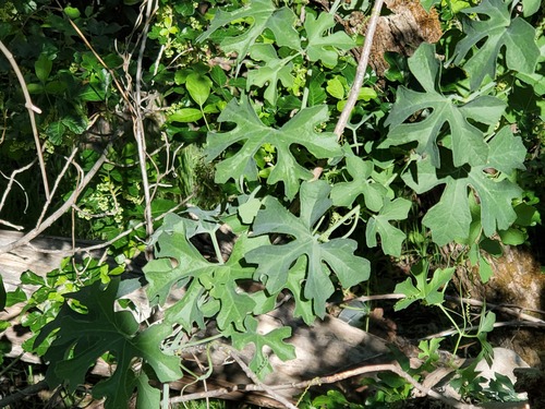 Taw manroot (Marah watsonii)