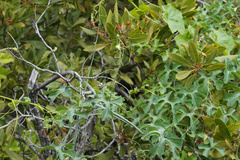 Taw manroot (Marah watsonii)