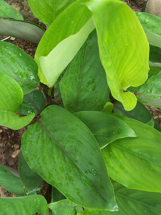 Arrowroot: Shimipampana (Maranta arundinacea) , Especie herbácea de tallos subterráneos. Es utilizada por las poblaciones indígenas como antiácido, digestivo y antidiarréi