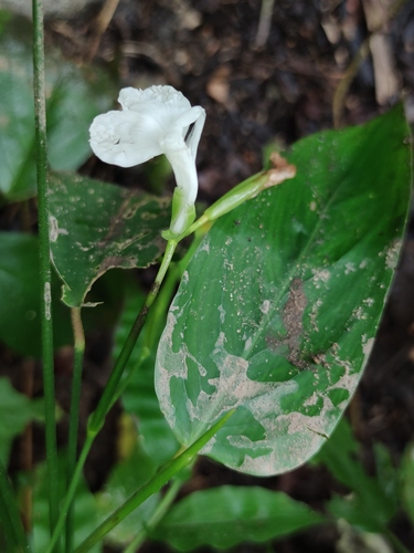 Arrowroot (Maranta arundinacea)