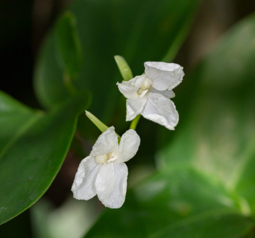 Arrowroot (Maranta arundinacea)