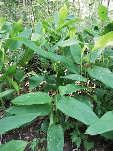 Arrowroot (Maranta arundinacea)