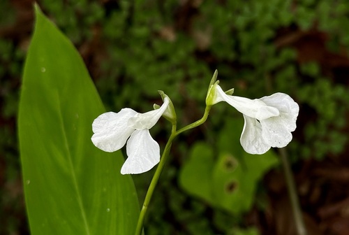 Arrowroot (Maranta arundinacea)