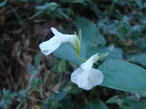 Arrowroot (Maranta arundinacea)