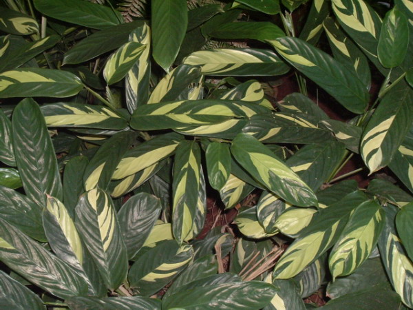 Arrowroot (Maranta arundinacea)