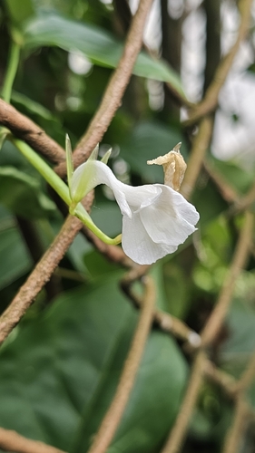 Arrowroot (Maranta arundinacea)