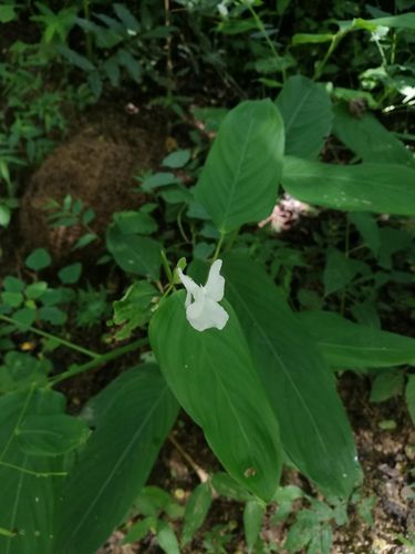 Arrowroot (Maranta arundinacea)