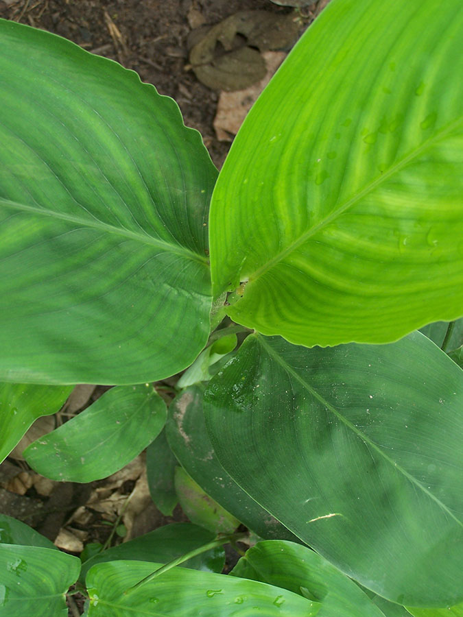 Arrowroot: Shimipampana (Maranta arundinacea) , Especie herbácea de tallos subterráneos. Es utilizada por las poblaciones indígenas como antiácido, digestivo y antidiarréi