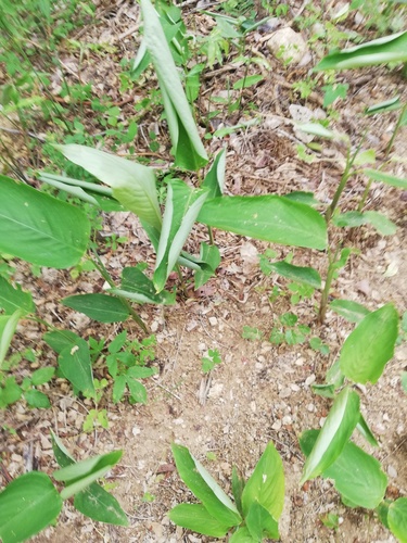 Arrowroot (Maranta arundinacea)