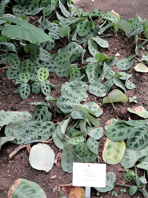 Prayer plant: Maranta leuconeura specimen in the Botanischer Garten Freiburg, Freiburg im Breisgau, Baden-Württemberg, Germany.