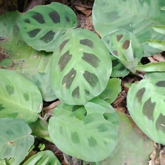 Prayer plant (Maranta leuconeura)