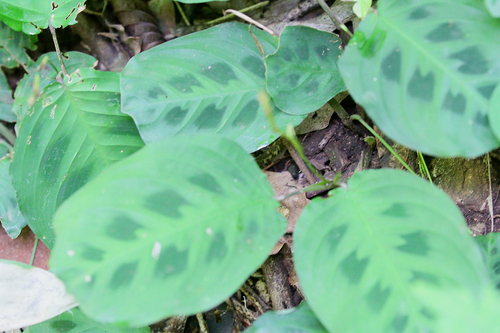 Prayer plant (Maranta leuconeura)