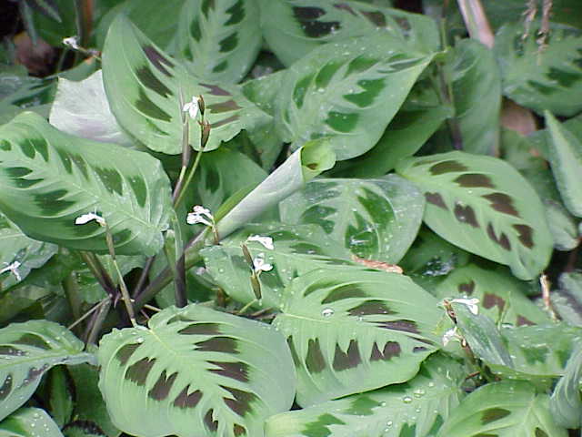 Prayer plant: Species : Maranta leuconeura Family : Marantaceae Image No. 4