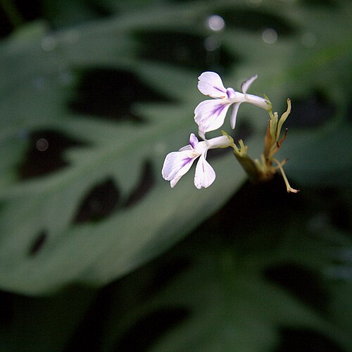 Prayer plant: Maranta leuconeura