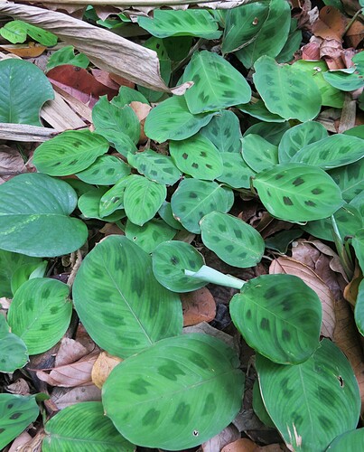 Prayer plant (Maranta leuconeura)