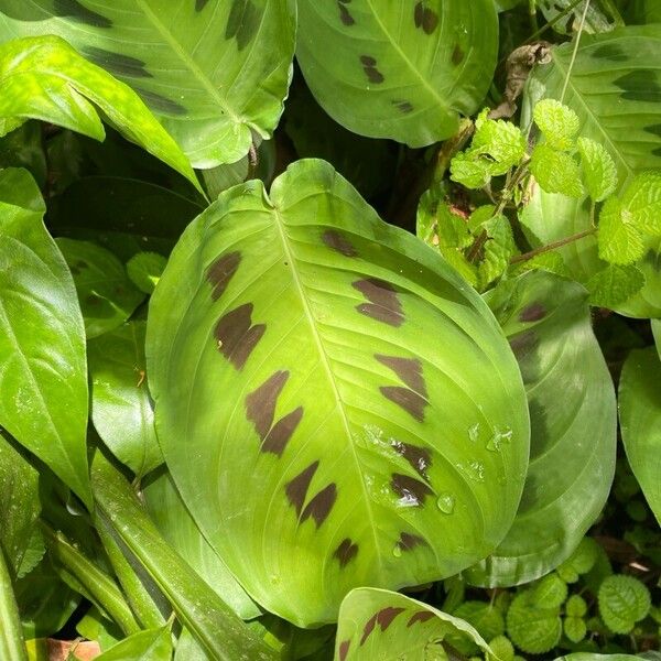 Prayer plant (Maranta leuconeura)
